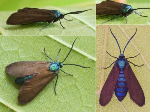 Theresimima ampellophaga